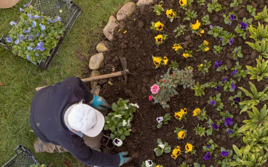 Annuals vs. Perennials: Which Should You Plant in Your Landscape?