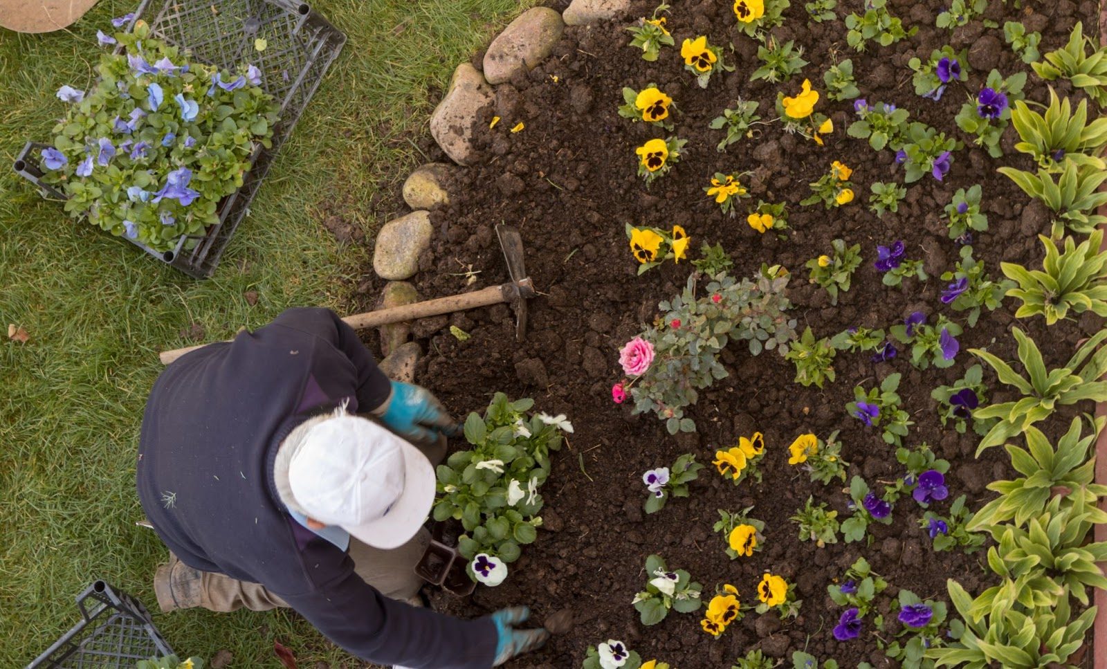 Annuals vs. Perennials: Which Should You Plant in Your Landscape?