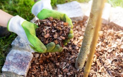 Why Is Mulching Important?