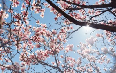 Best Ornamental Trees for Your Philadelphia Landscape