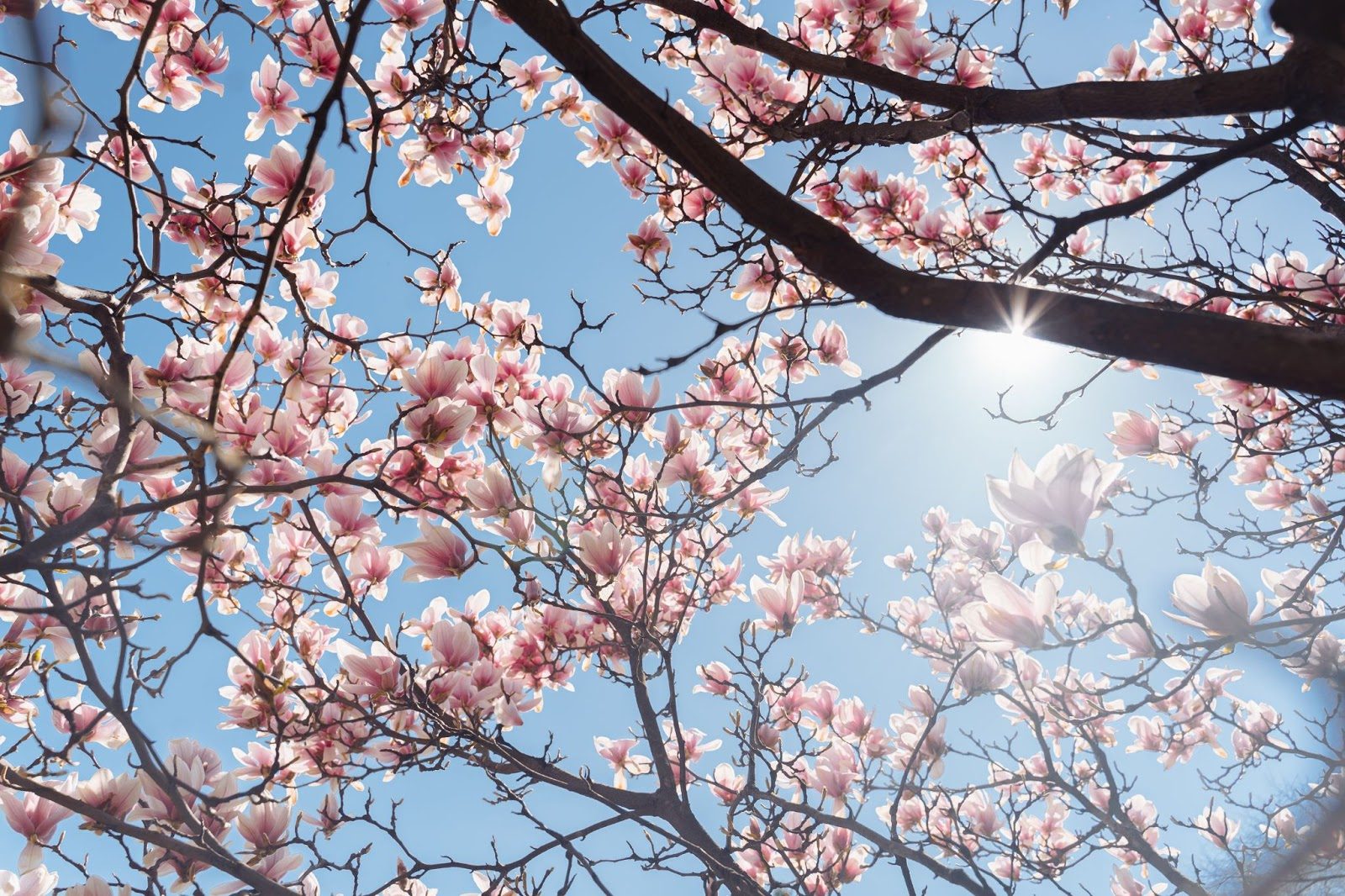Best Ornamental Trees for Your Philadelphia Landscape