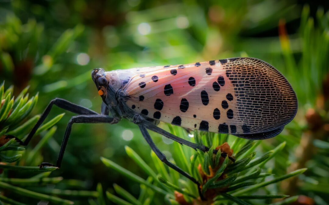 What Plants Attract Spotted Lanternflies?