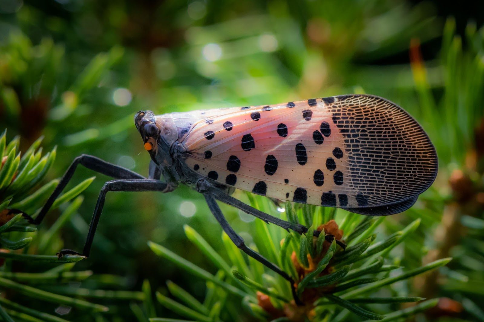 What Plants Attract Spotted Lanternflies? Liberty Tree & Landscape