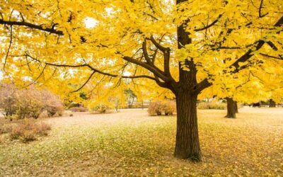 Why Fall is a Great Time to Fertilize Your Tree