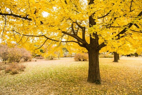 Why Fall is a Great Time to Fertilize Your Tree