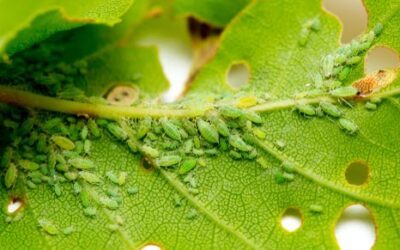 Common Pests to Look For in Your Garden This Season