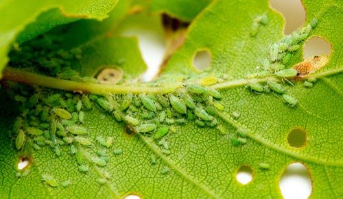 Common Pests to Look For in Your Garden This Season