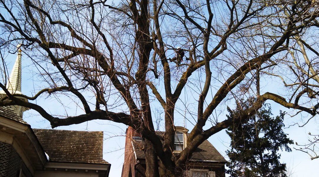 Why Get Pruning from Liberty Tree & Landscape Management? It’s as Simple as A-B-C.