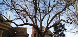 Tree pruning at Old Swedes Church in Philadelphia