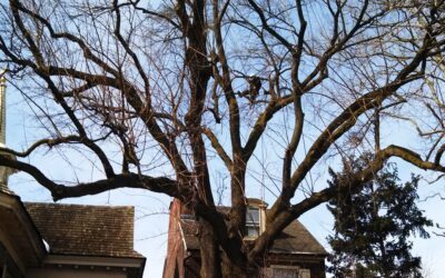 Why Get Pruning from Liberty Tree & Landscape Management? It’s as Simple as A-B-C.