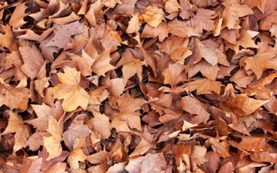 3 Important Reasons To Rake Your Leaves This Fall