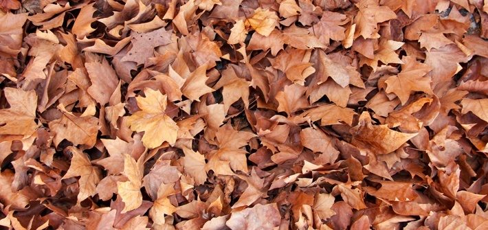 3 Important Reasons To Rake Your Leaves This Fall