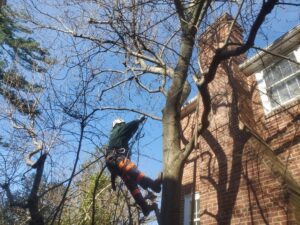 Liberty Tree Climber Ascending Tree in Philadelphia PA