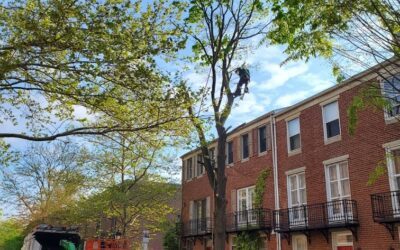 Top 5 Reasons to Hire a Certified Arborist in Philadelphia