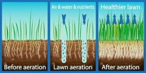 Benefits of lawn aeration and seeding.