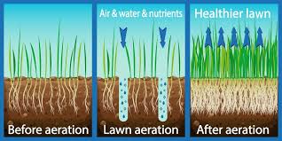 Benefits of Aeration and Seeding