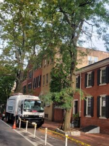 Growth regulators help keep street trees smaller in city environments.