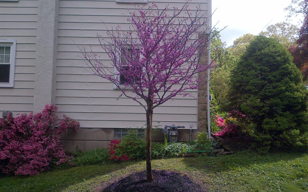 Advantages of Planting Native Trees and Shrubs This Year