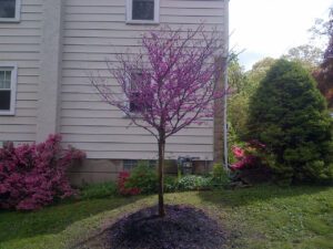 Tree Planting-Redbud