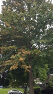 Bacterial Leaf Scorch Disease on Oak