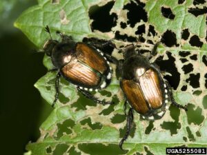 Japanese Beetle Damage