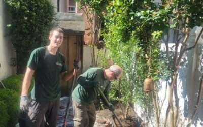 4 Tips for Planting Trees in Philadelphia
