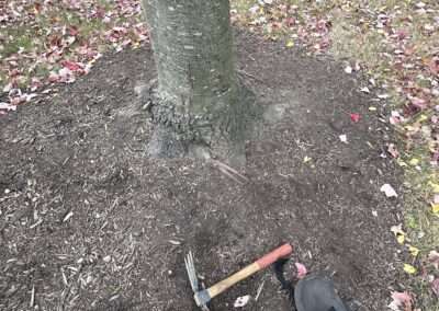 Red Maple with girdling root problems
