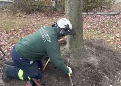 Root excavation reveals girdling roots