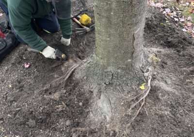 Cutting away girdling roots