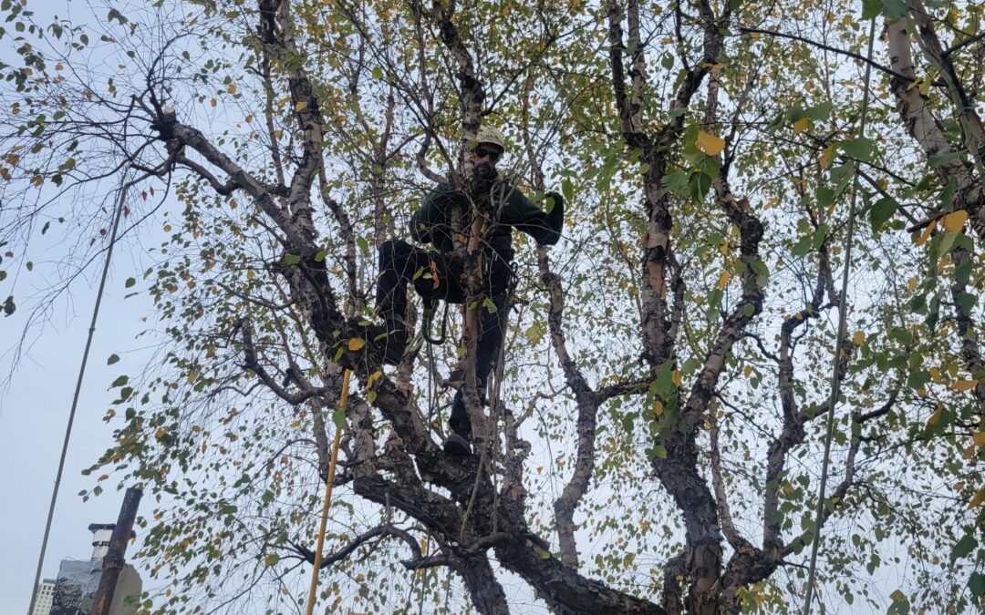 Three Reasons to Invest in Tree Trimming Services This Spring