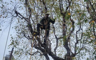Three Reasons to Invest in Tree Trimming Services This Spring